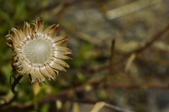 Grindelia