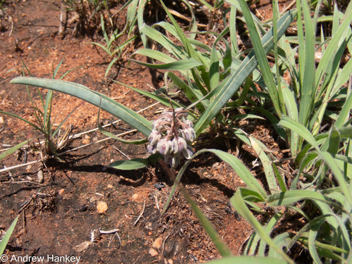 blue African hyacinth (Ledebouria glauca)