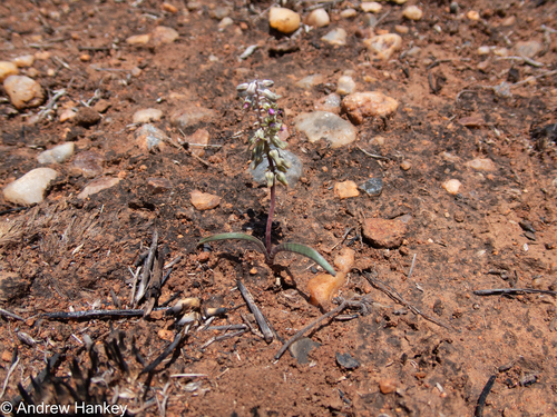 Ledebouria papillata