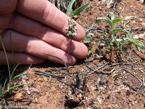 Ledebouria papillata
