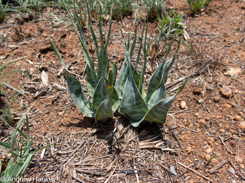 Ledebouria marginata