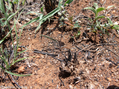 Ledebouria papillata