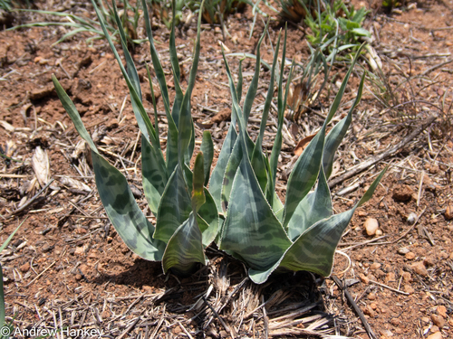 Ledebouria marginata