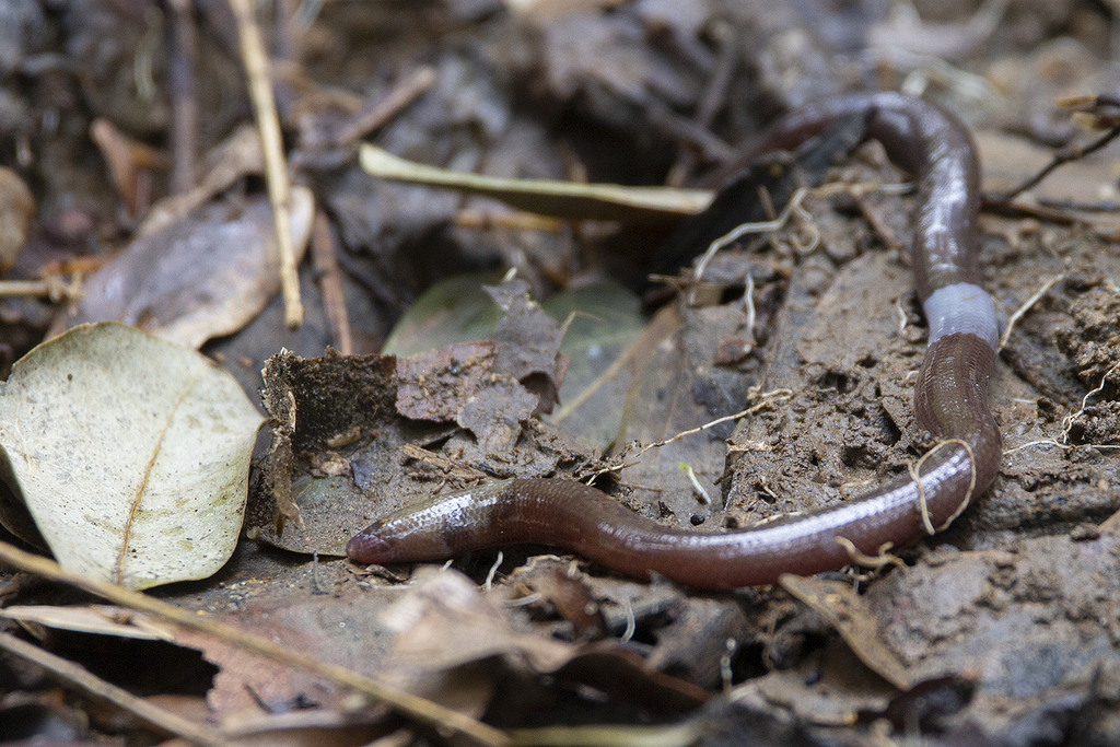 Sulawesi Blind Skink