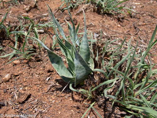 Ledebouria marginata