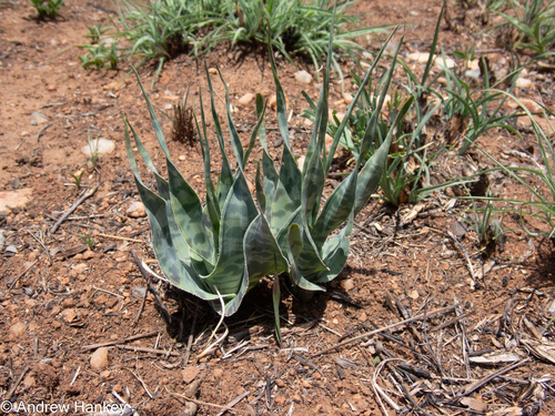 Ledebouria marginata