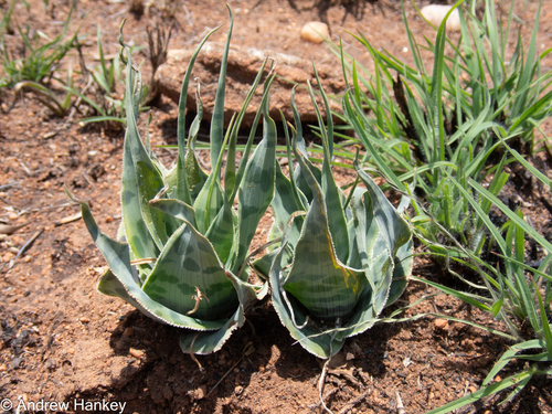 Ledebouria marginata