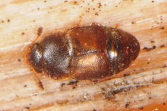 Colopterus truncatus