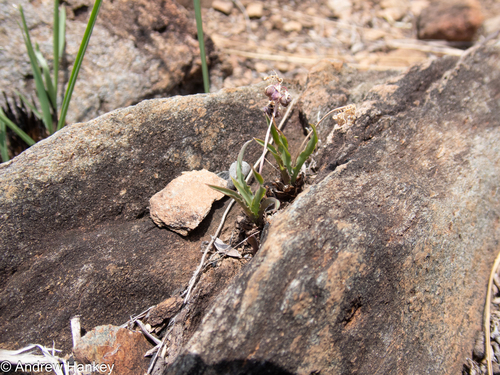 Ledebouria crispa