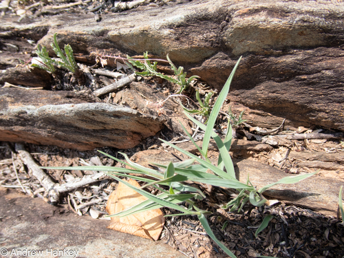 Ledebouria crispa