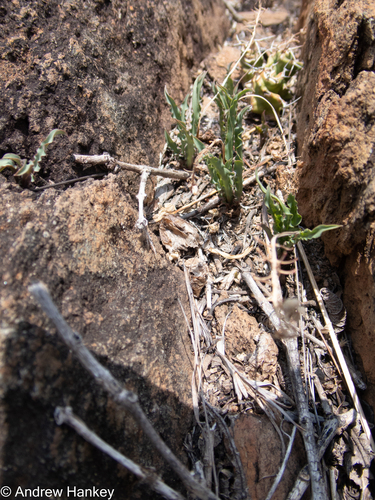 Ledebouria crispa