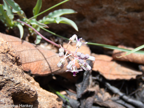 Ledebouria crispa