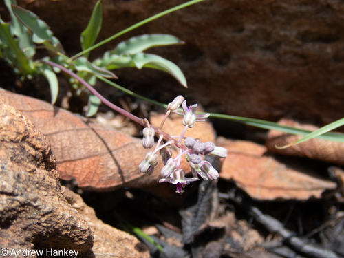 Ledebouria crispa