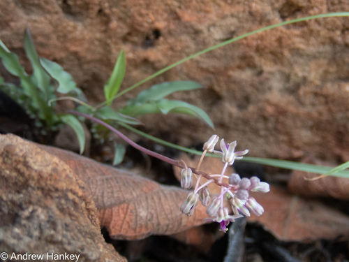 Ledebouria crispa