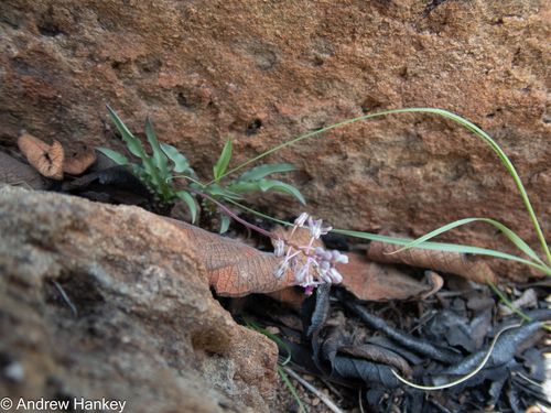 Ledebouria crispa