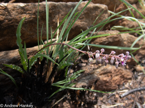Ledebouria crispa