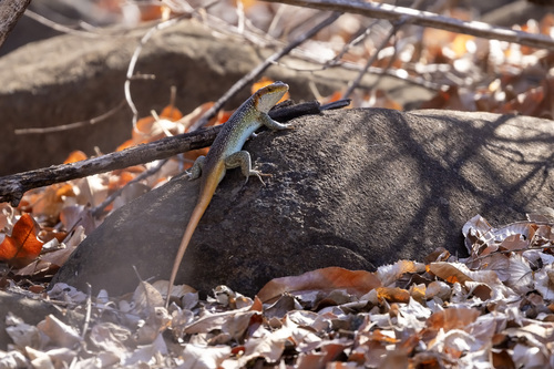 Rainbow Skink