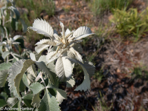 Searsia batophylla, photograph 5