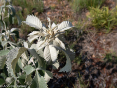 Searsia batophylla, photograph (c) Andrew Hankey, some rights reserved (CC BY-SA)