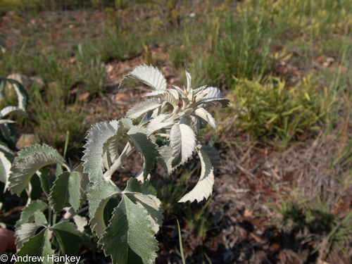 Searsia batophylla, photograph 6