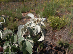 Searsia batophylla, photograph (c) Andrew Hankey, some rights reserved (CC BY-SA)