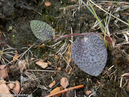 Ledebouria mokobulanensis