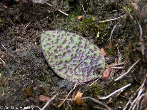 Ledebouria mokobulanensis