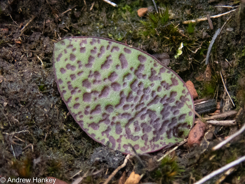 Ledebouria mokobulanensis