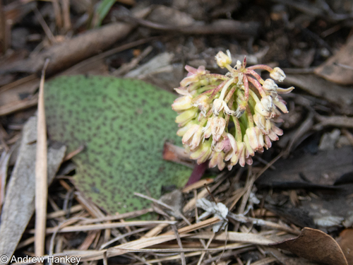 Ledebouria mokobulanensis