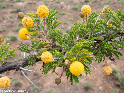 Slender Thorn (Vachellia permixta)