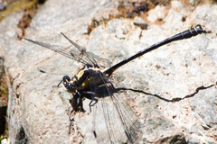 Octogomphus specularis