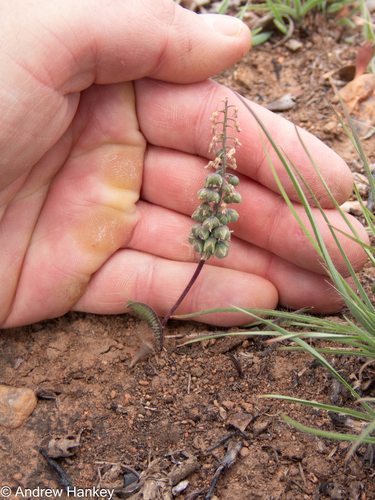 Ledebouria papillata