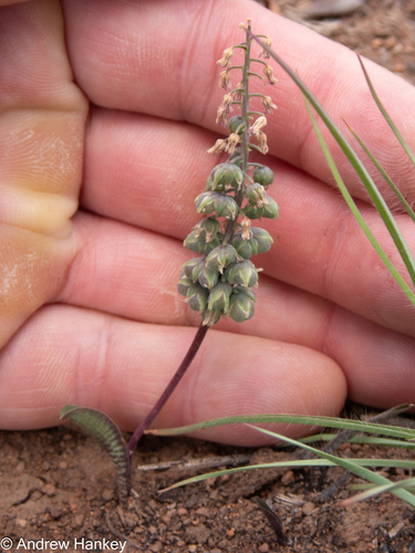 Limpopo African hyacinth (Ledebouria papillata)