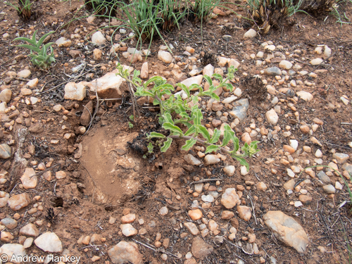 Raphionacme procumbens