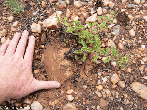 Raphionacme procumbens