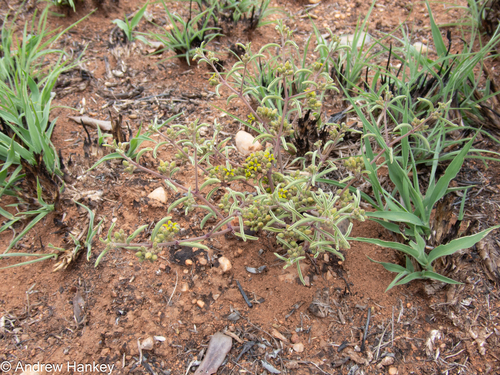 Raphionacme velutina