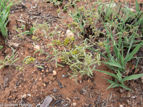 Raphionacme velutina
