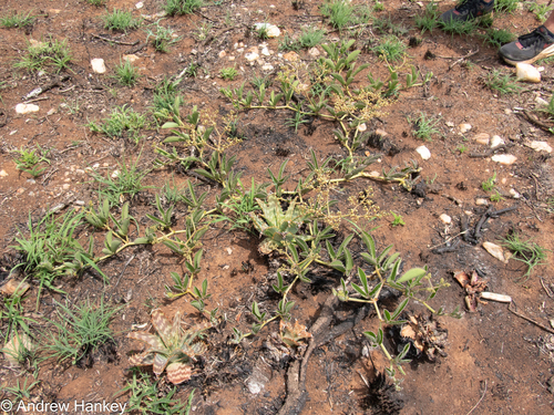 Cyphostemma dasypleurum