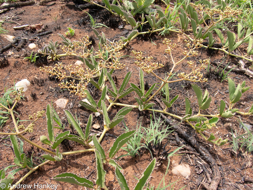 Cyphostemma dasypleurum