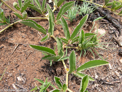Cyphostemma dasypleurum