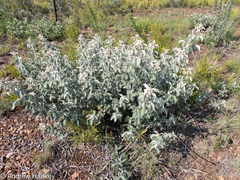 Searsia batophylla