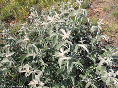 Searsia batophylla, photograph (c) Andrew Hankey, some rights reserved (CC BY-SA)