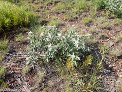 Searsia batophylla, photograph (c) Andrew Hankey, some rights reserved (CC BY-SA)