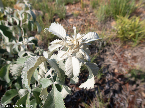 Searsia batophylla, photograph 3