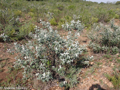 Searsia batophylla, photograph (c) Andrew Hankey, some rights reserved (CC BY-SA)