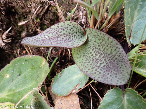 Ledebouria mokobulanensis