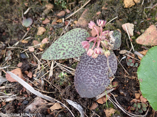 Ledebouria mokobulanensis