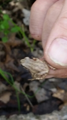 Pseudacris triseriata