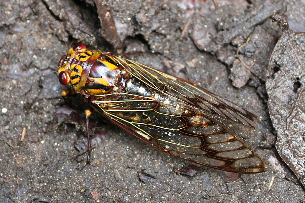 Champaka wallacei