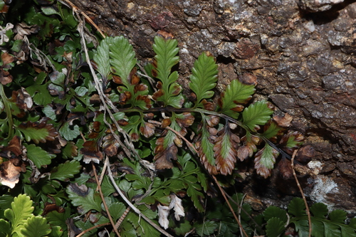 Asplenium difforme (Asplenium difforme)